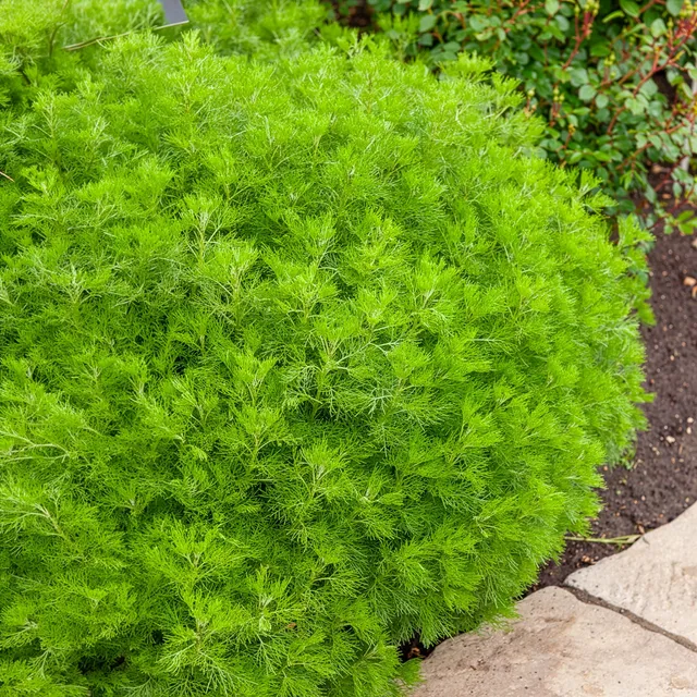 Bakker Armoise Aurone citronnelle vivace pot Ø 9cm