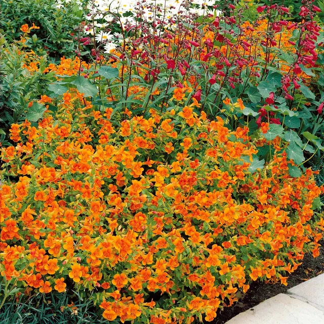 Bakker Mimulus Orange Glow vivace 5 pots Ø 9cm orange