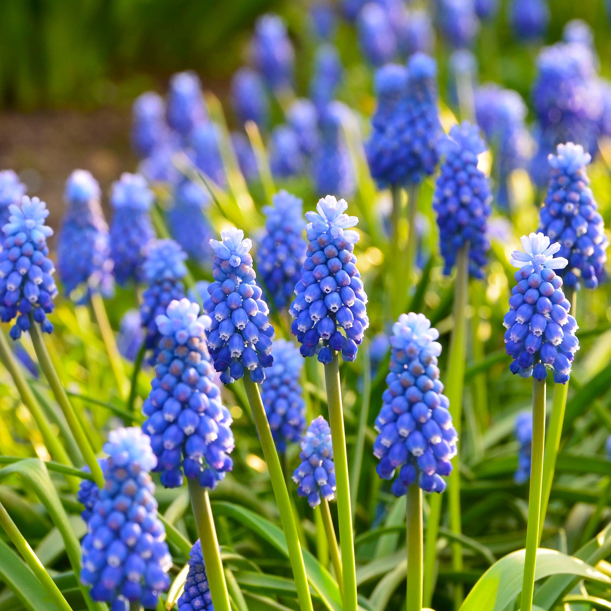 Bakker Muscaris bleus bulbes sachet 10 bulbes floraison mars