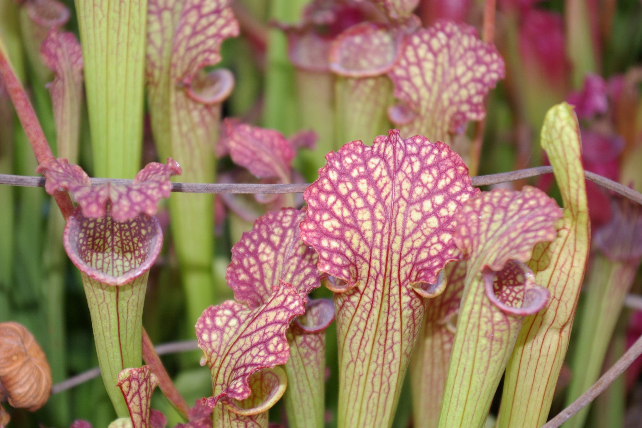 Carniflore Sarracenia farnhamii plante carnivore orange pot 11 cm