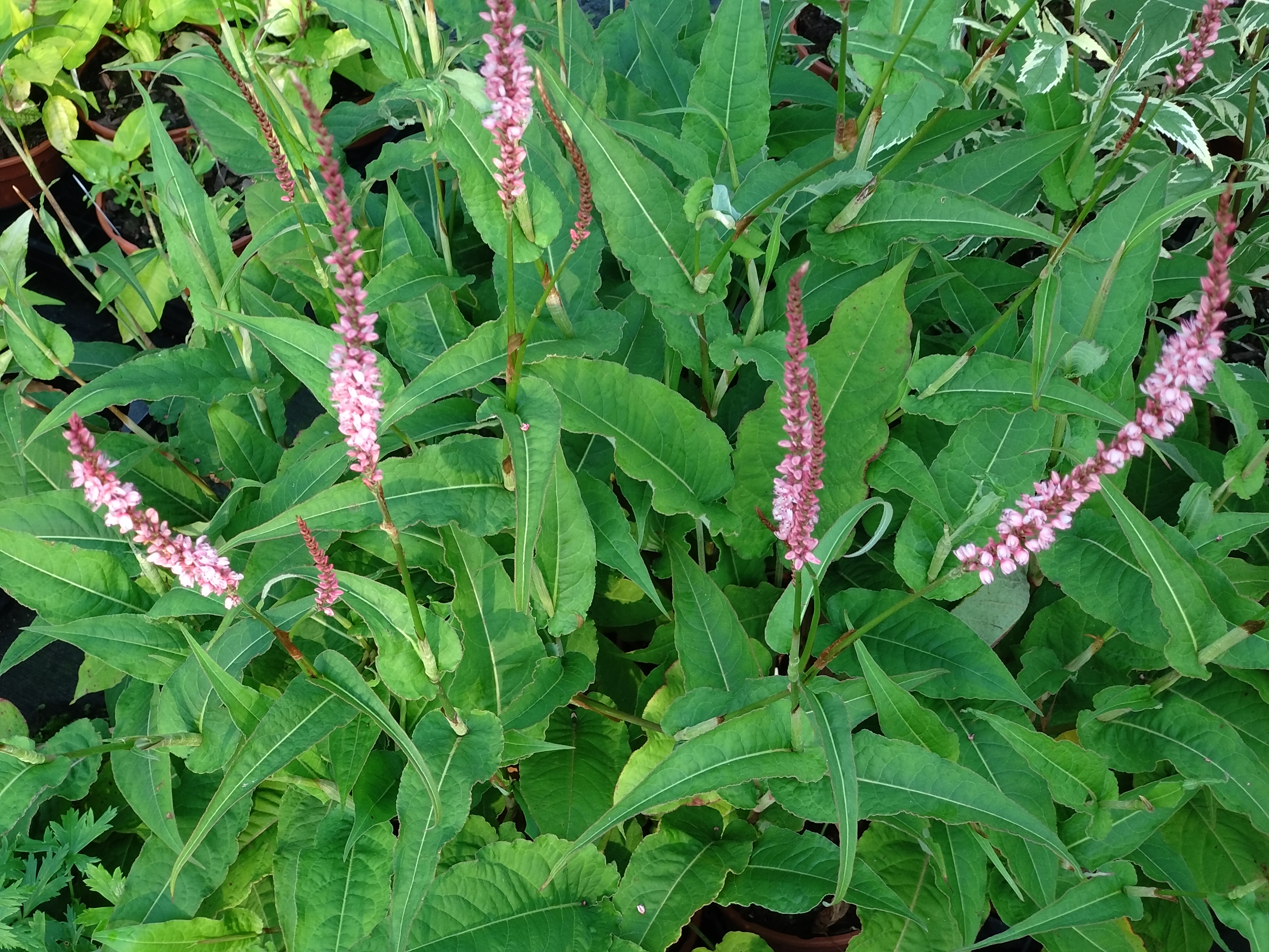 Passion Vivaces Persicaria Fascination renouée épi rose saumoné