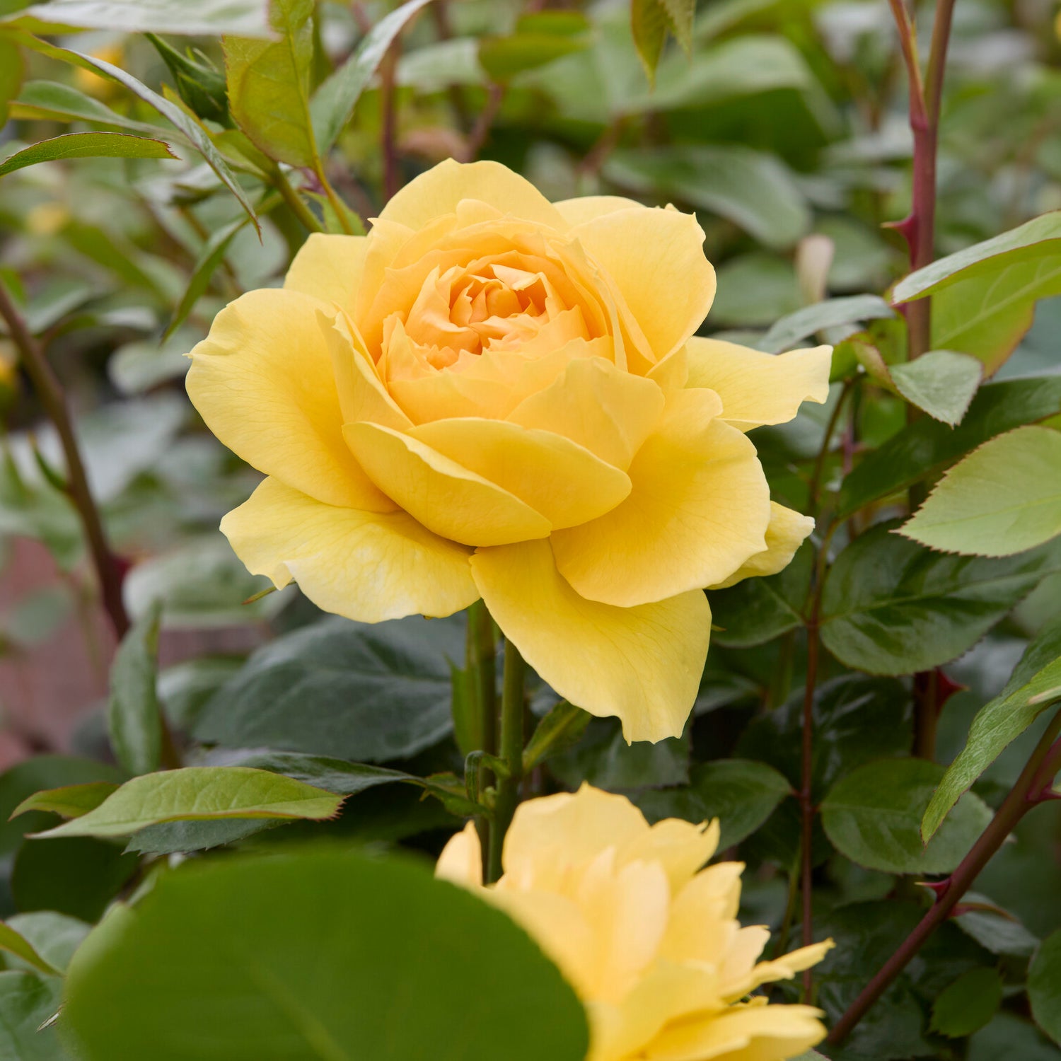 Bakker Rosier Bahama Intercomham rosier racine nue jaune parfumé
