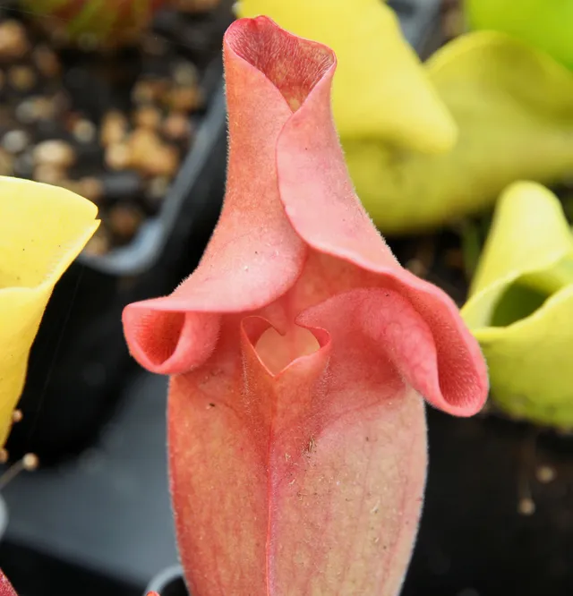 Carniflore Sarracenia Ewelina plante carnivore adulte 1 pousse