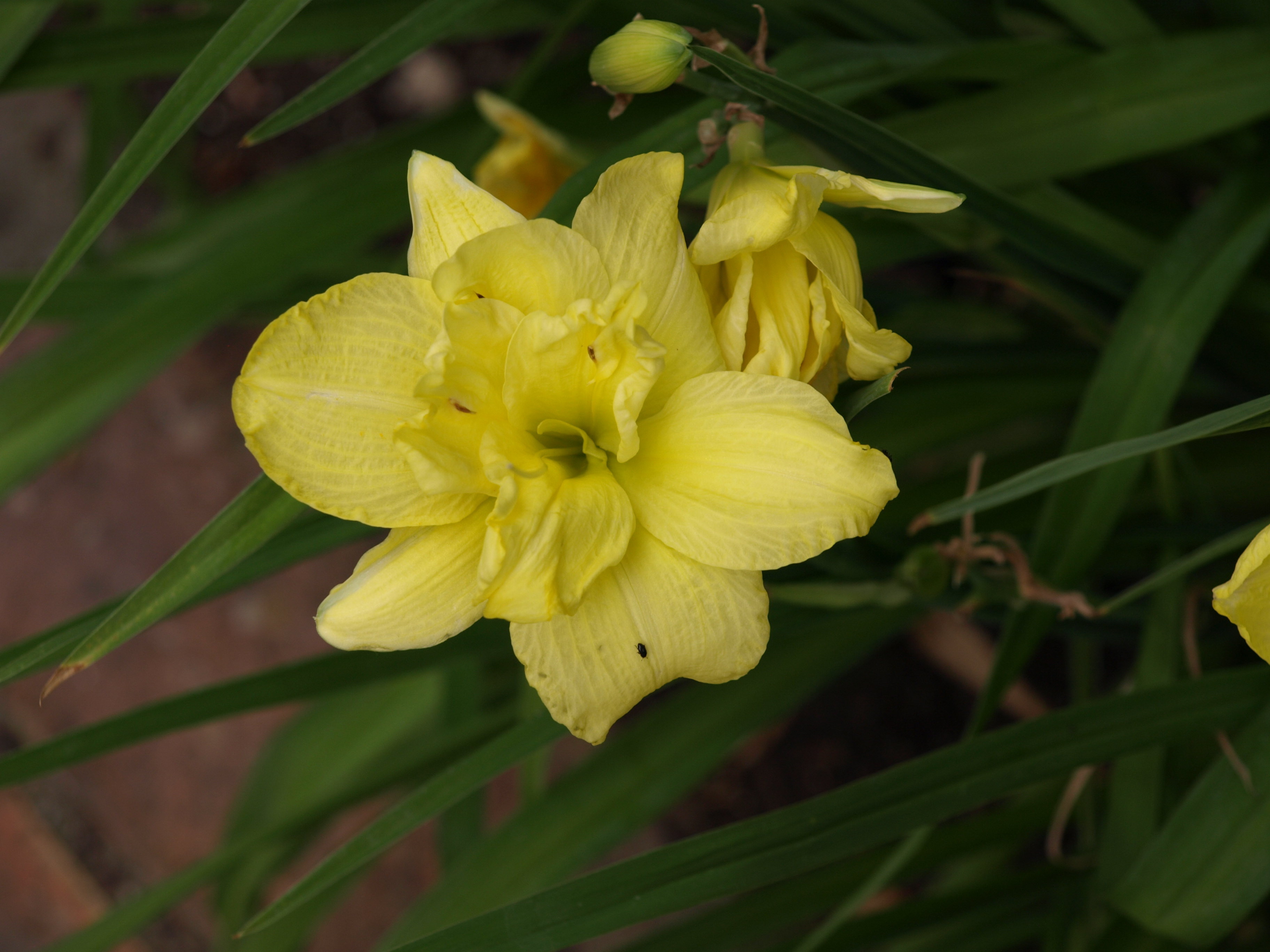 Passion Vivaces HEMEROCALLIS Double Cutie hémérocalle pot 1 L jaune double