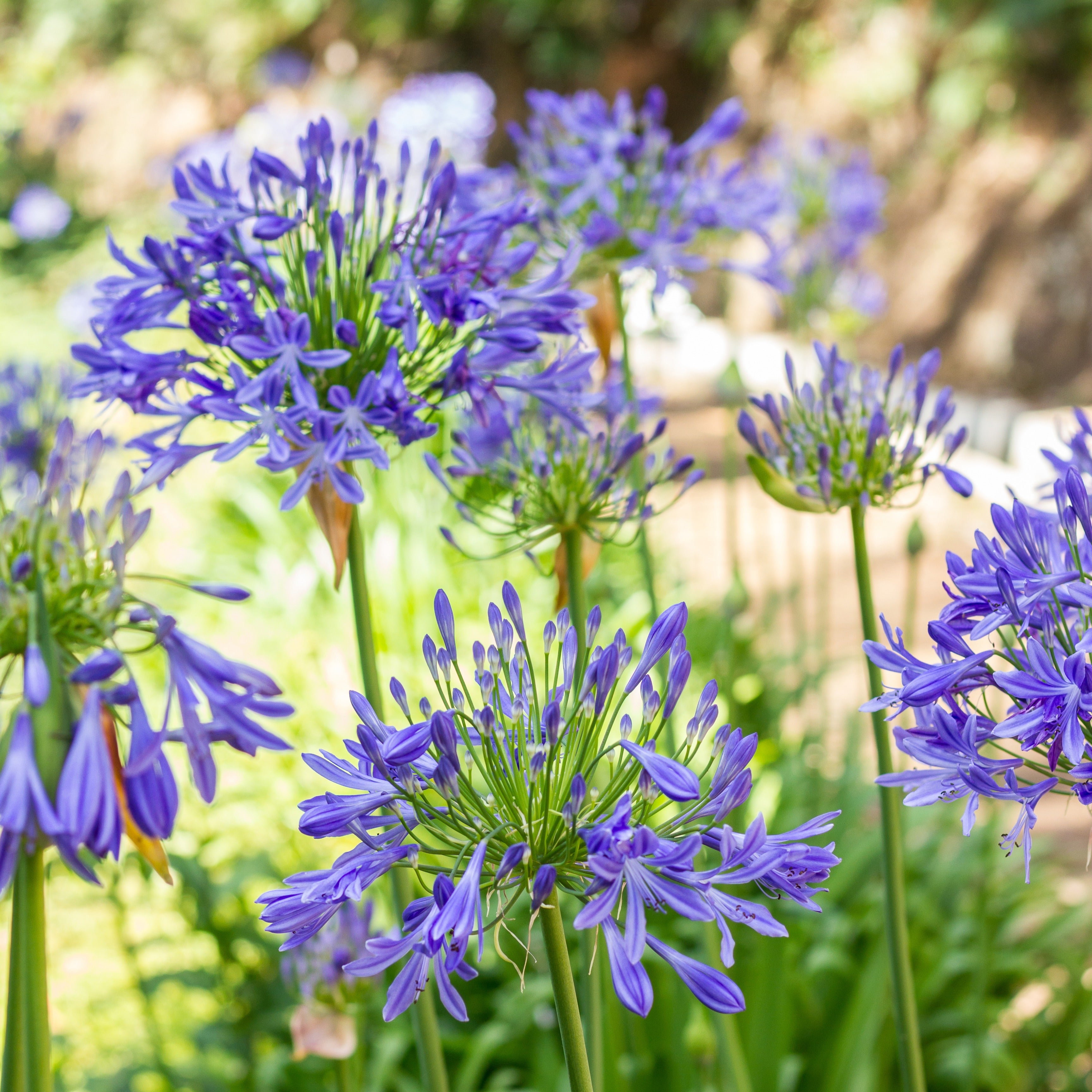 Bakker Agapanthe bleue plante vivace 3 racines nues