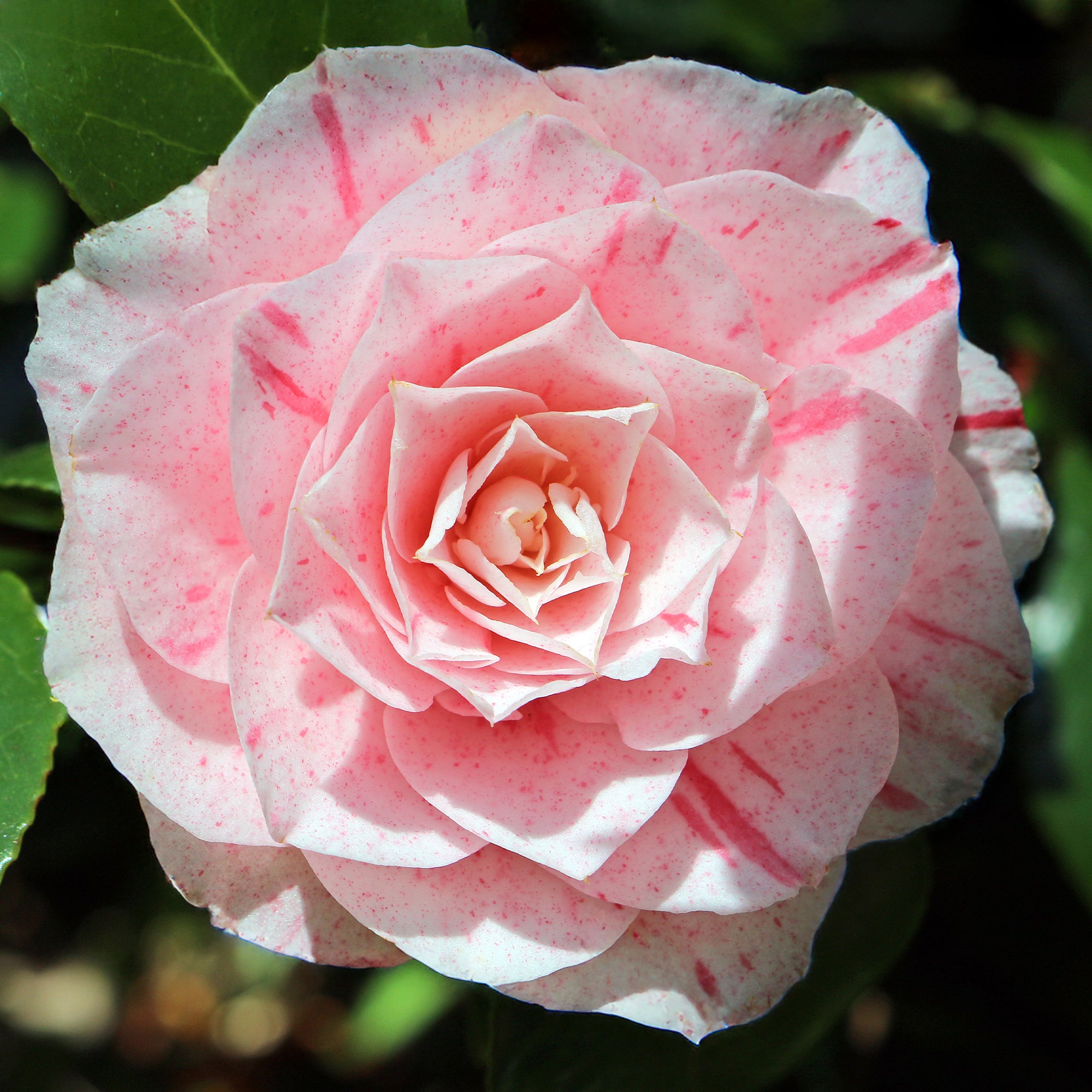 Bakker Camélia bicolore japonica arbuste pot 9cm 20-30cm rose