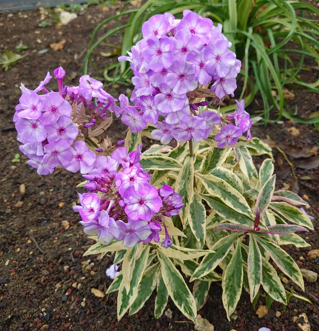 Passion Vivaces Phlox paniculata Olympus phlox pot 1 L panaché