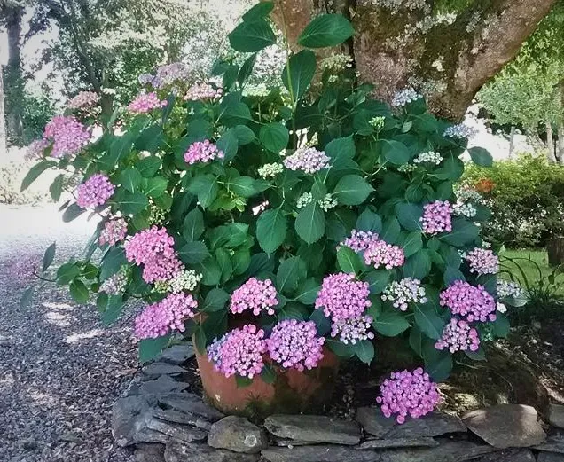Les Hortensias du Haut Bois Hop corn hortensia boule godet