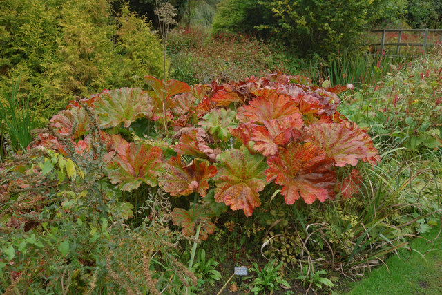 Passion Vivaces Darmera peltata plante vivace pot 1 litre rose
