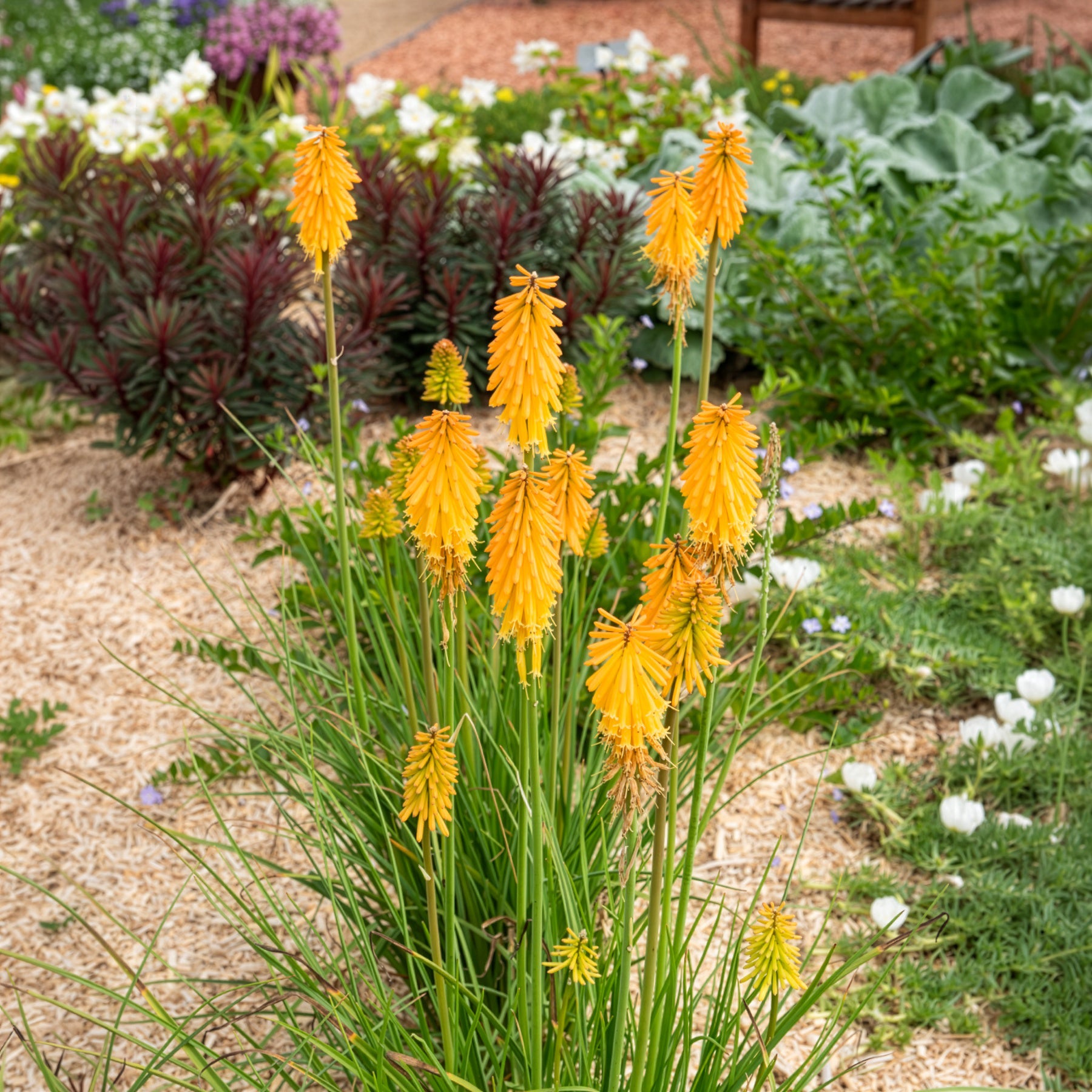 Bakker Tritoma Mango Popsicle Kniphofia fleur pot Ø9cm orange