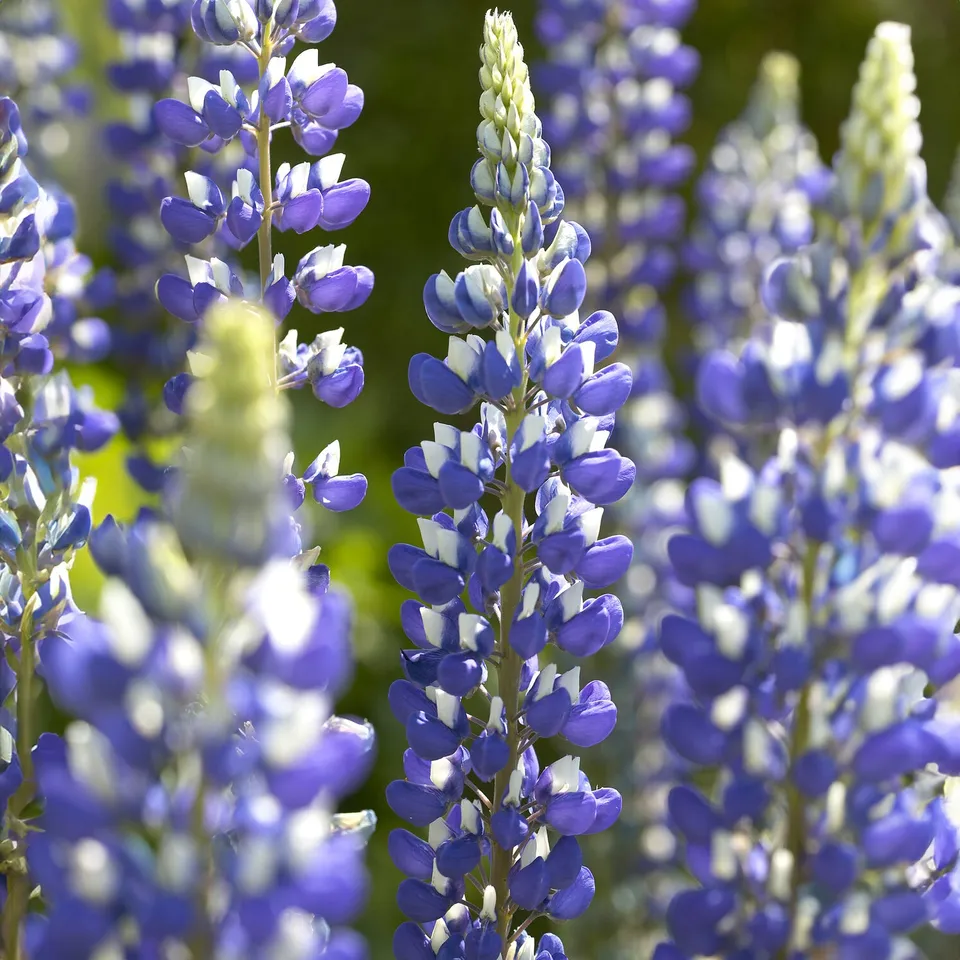 Bakker Lupin Le Gouverneur vivace pot 9cm bicolore bleu blanc