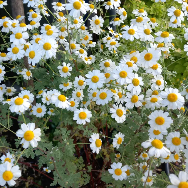 Tanacetum niveum Jackpot grande camomille vivace blanche