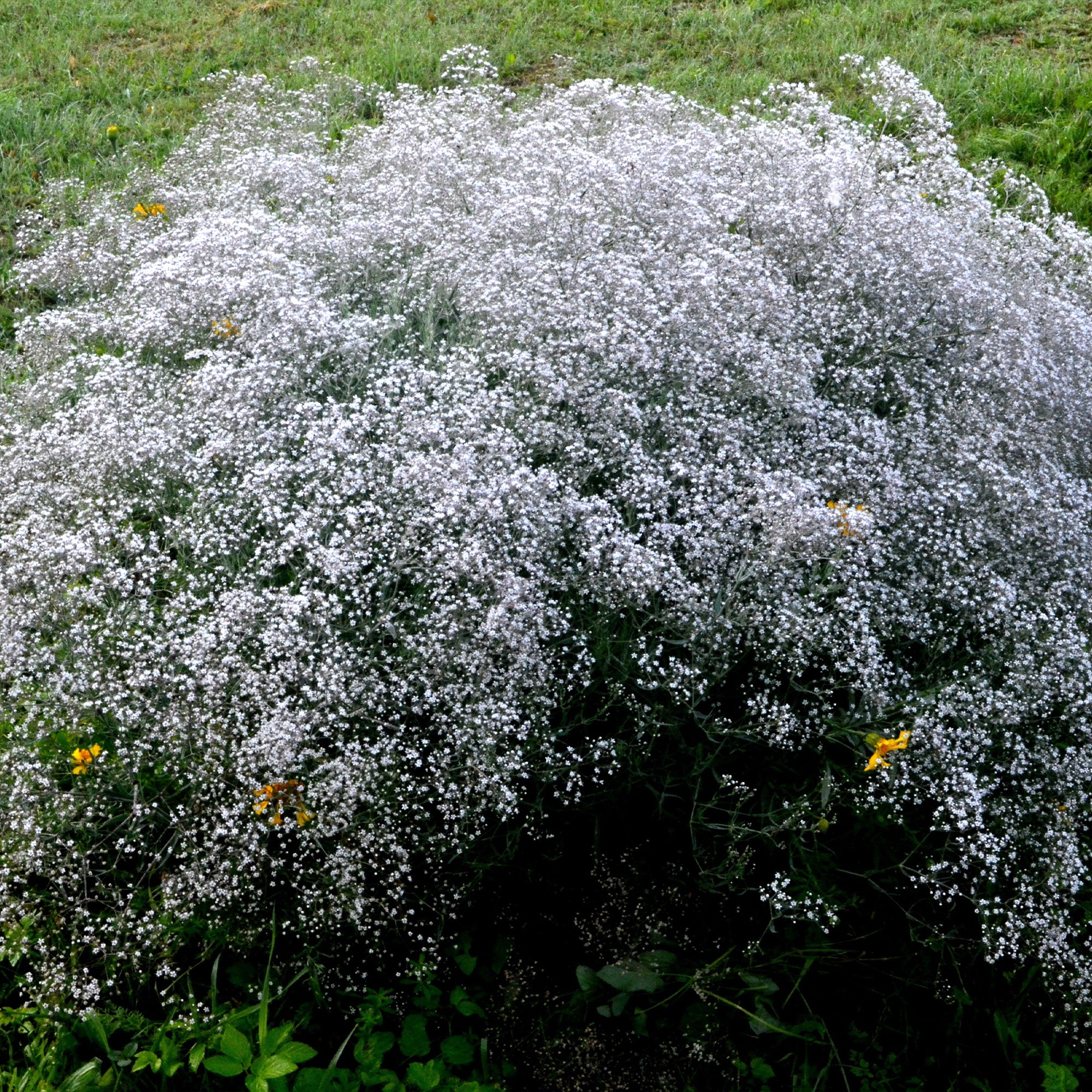 Bakker Gypsophile blanche vivace lot 3 racines nues soleil