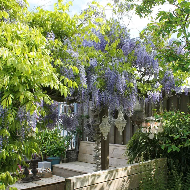 Bakker Glycine de Chine Caroline grimpante pot 2L violette