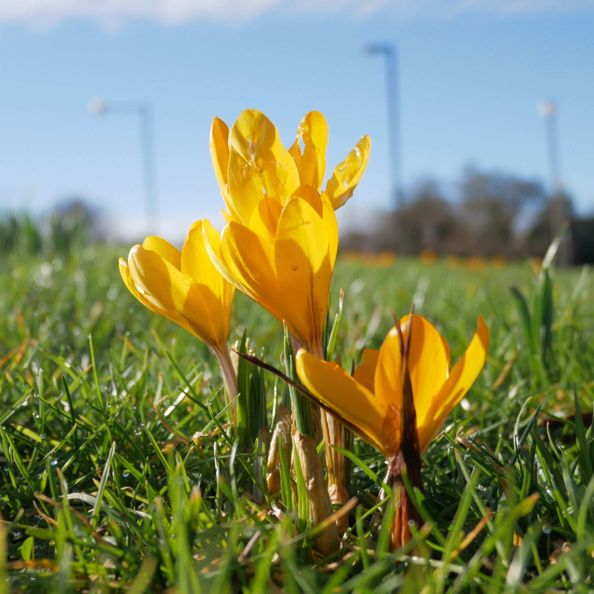Bakker Crocus Mammouth jaune bulbes x15 précoce
