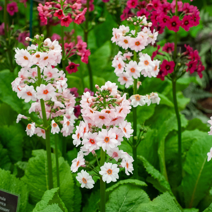 Bakker Primevère Apple Blossom vivace pot Ø9cm rose