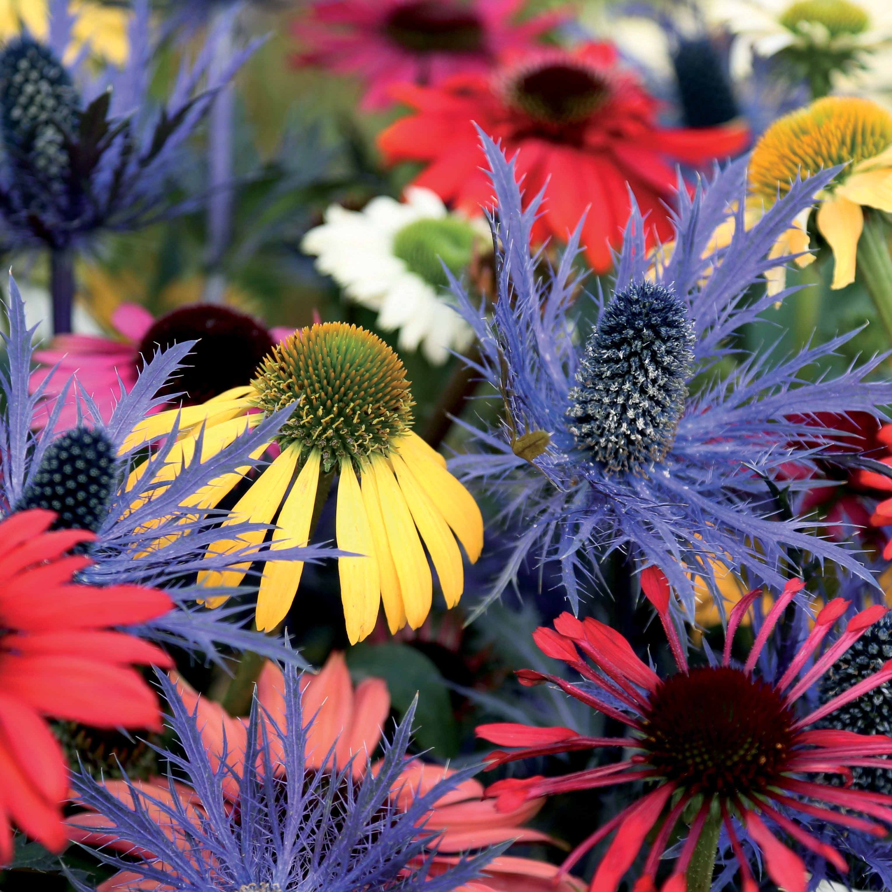 Bakker Rudbeckias Chardon bleu vivaces 3 racines nues mélange