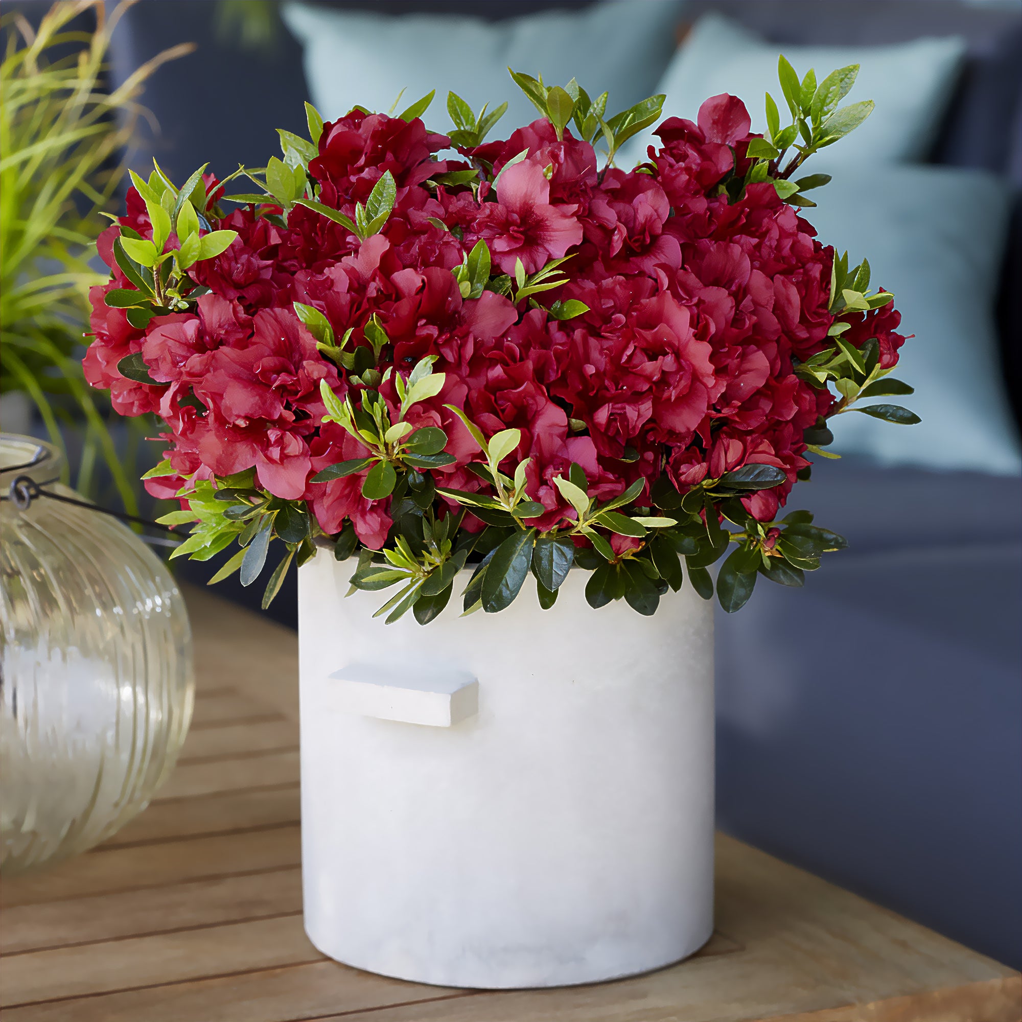Bakker Azalée Japon Encore Autumn Fire arbuste pot rouge