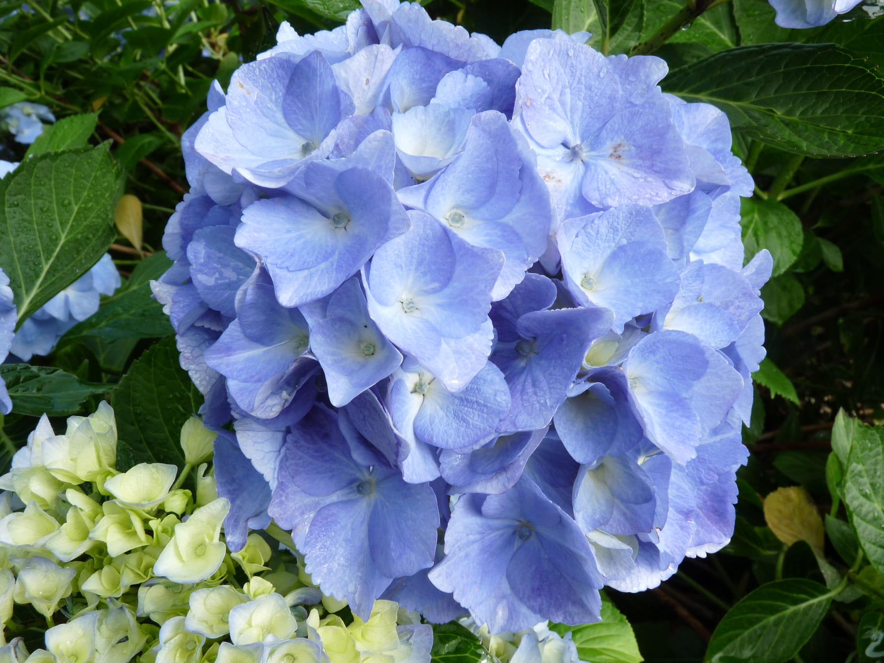 Les Hortensias du Haut Bois Iris hortensia macrophylla rondes