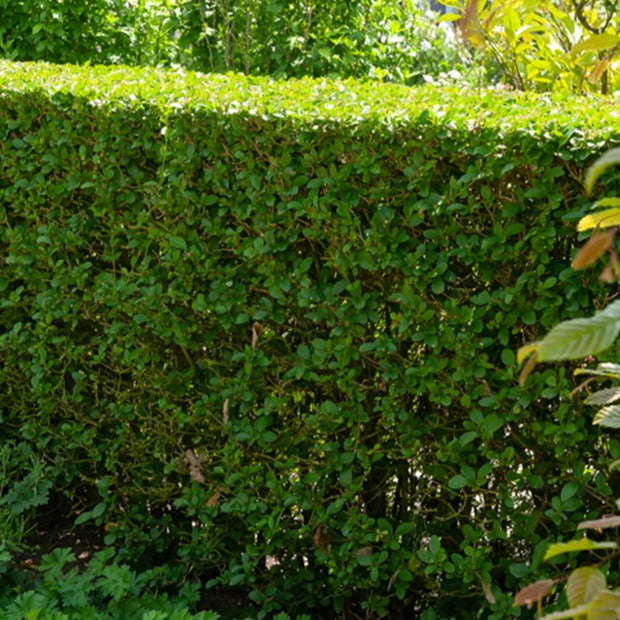 Bakker Californie Troène haie 5 racines nues 40-60cm vert