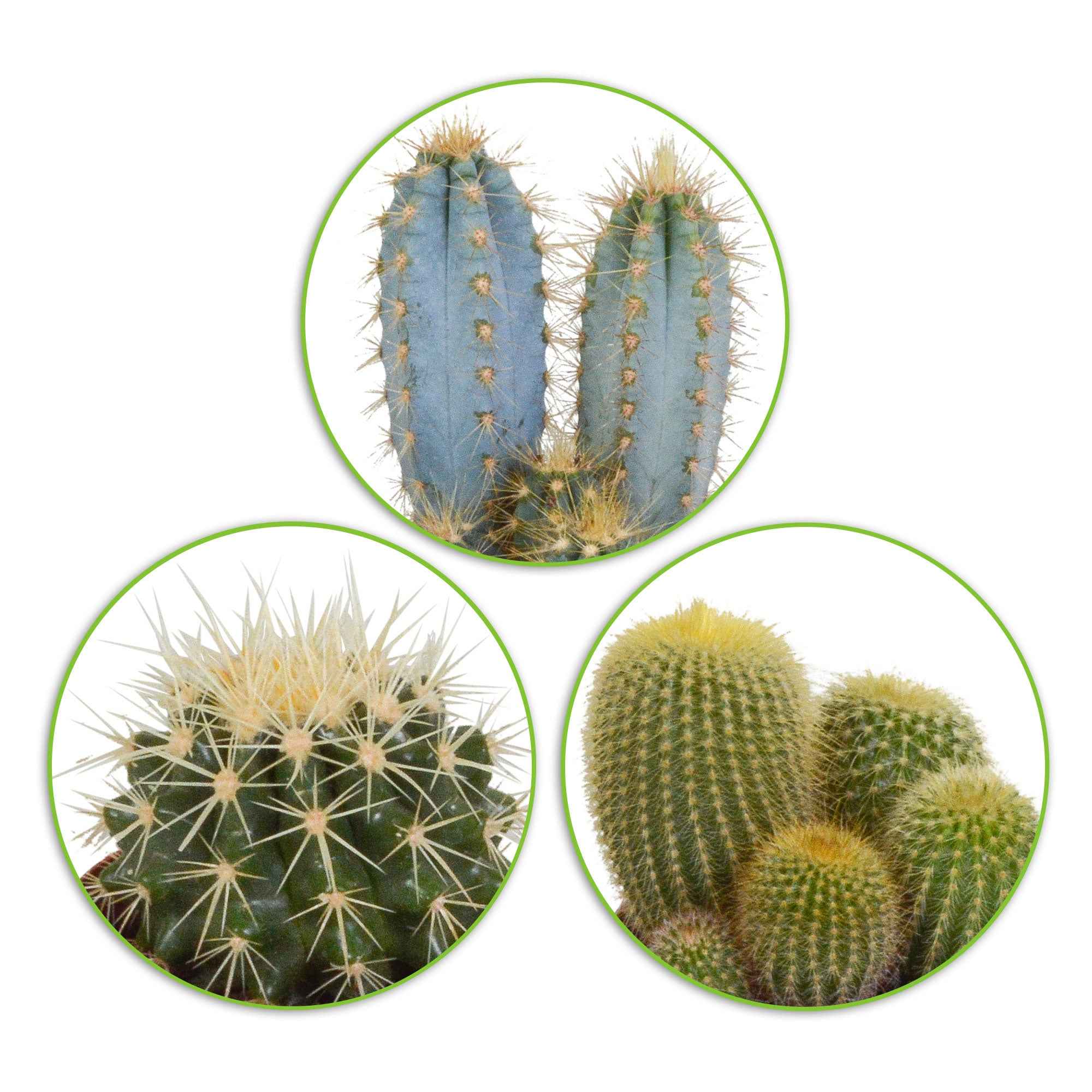 Bakker Mélange 3 cactus plante intérieur 3 pots 8,5cm
