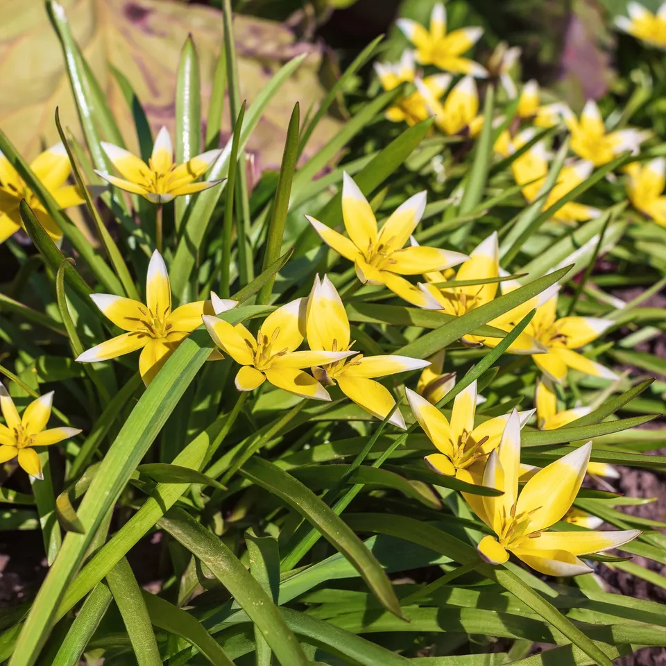 Bakker Tulipa Tarda tulipe botanique sachet 10 bulbes jaune