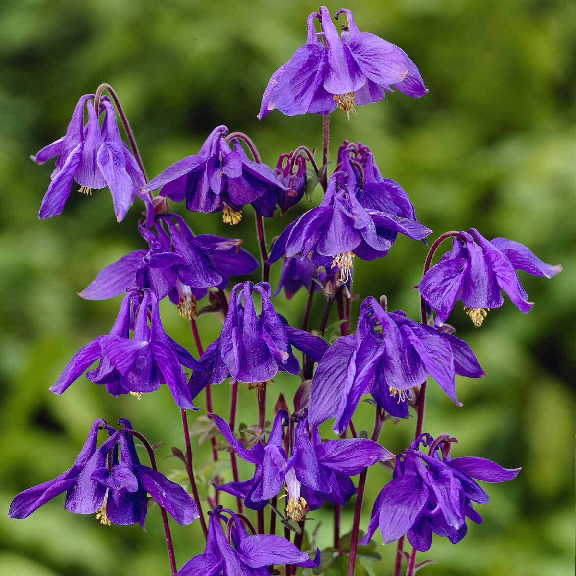 Bakker Ancolie des Alpes plante vivace pot Ø9cm violet