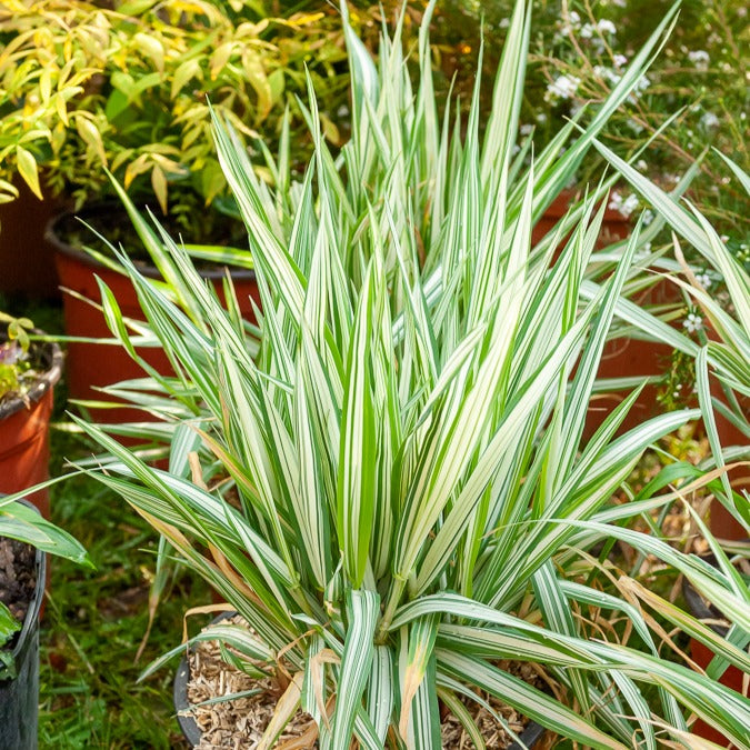 Bakker Phalaris Panaché Baldingère graminée pot 9cm berge