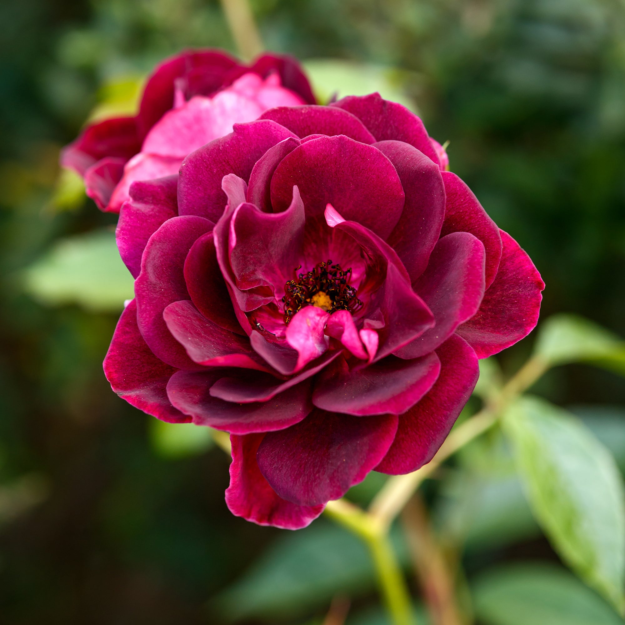 Bakker Rosiers Burgundy Ice rosier buisson bordeaux pot 3L