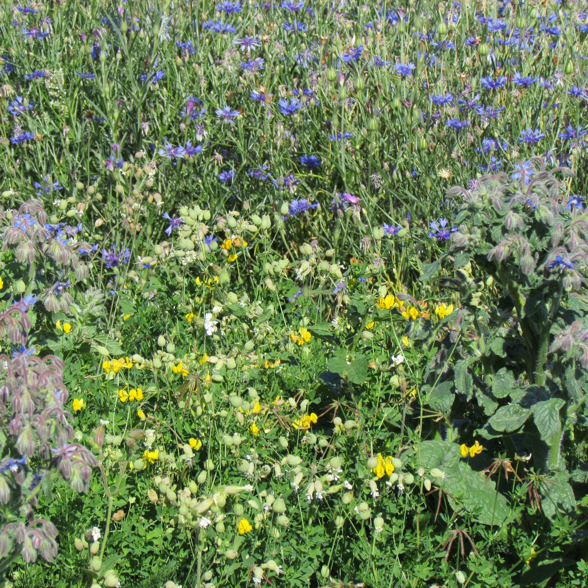 Bakker Mélange Tout-Terrain fleurs 20g pour 15m²