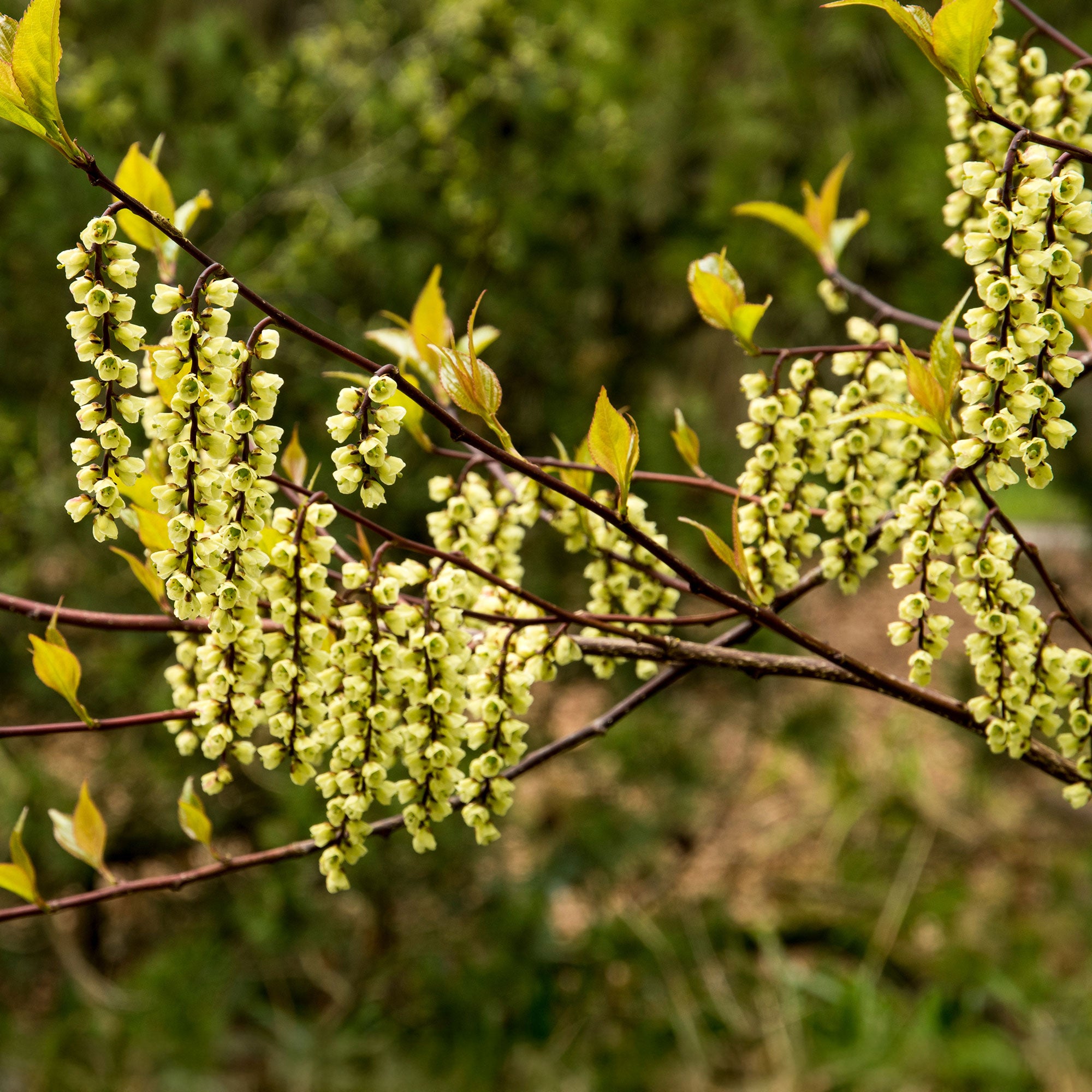 Bakker Terrasse Stachyurus Joy Forever pot 3L crème hiver