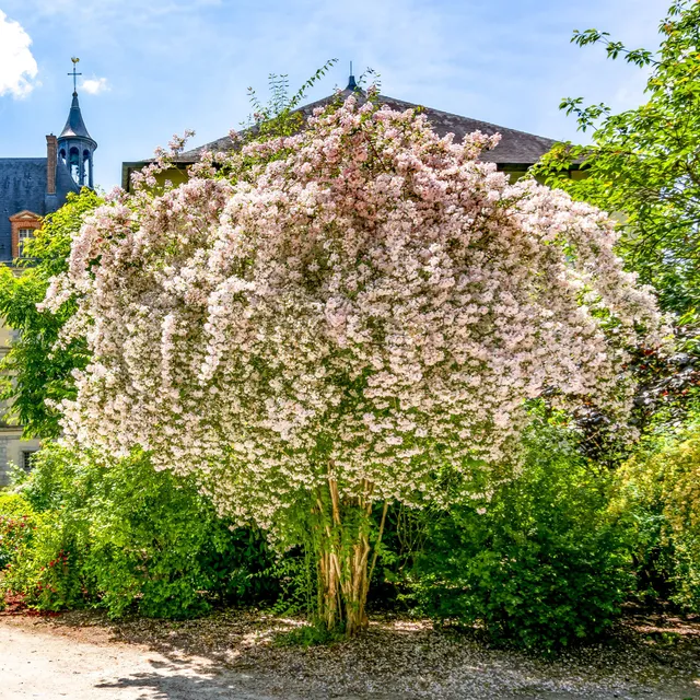 Bakker Pink Cloud buisson de beauté arbuste pot 3L rose
