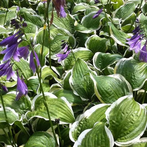Bakker Hosta Koriyama plante vivace pot 9cm ombre
