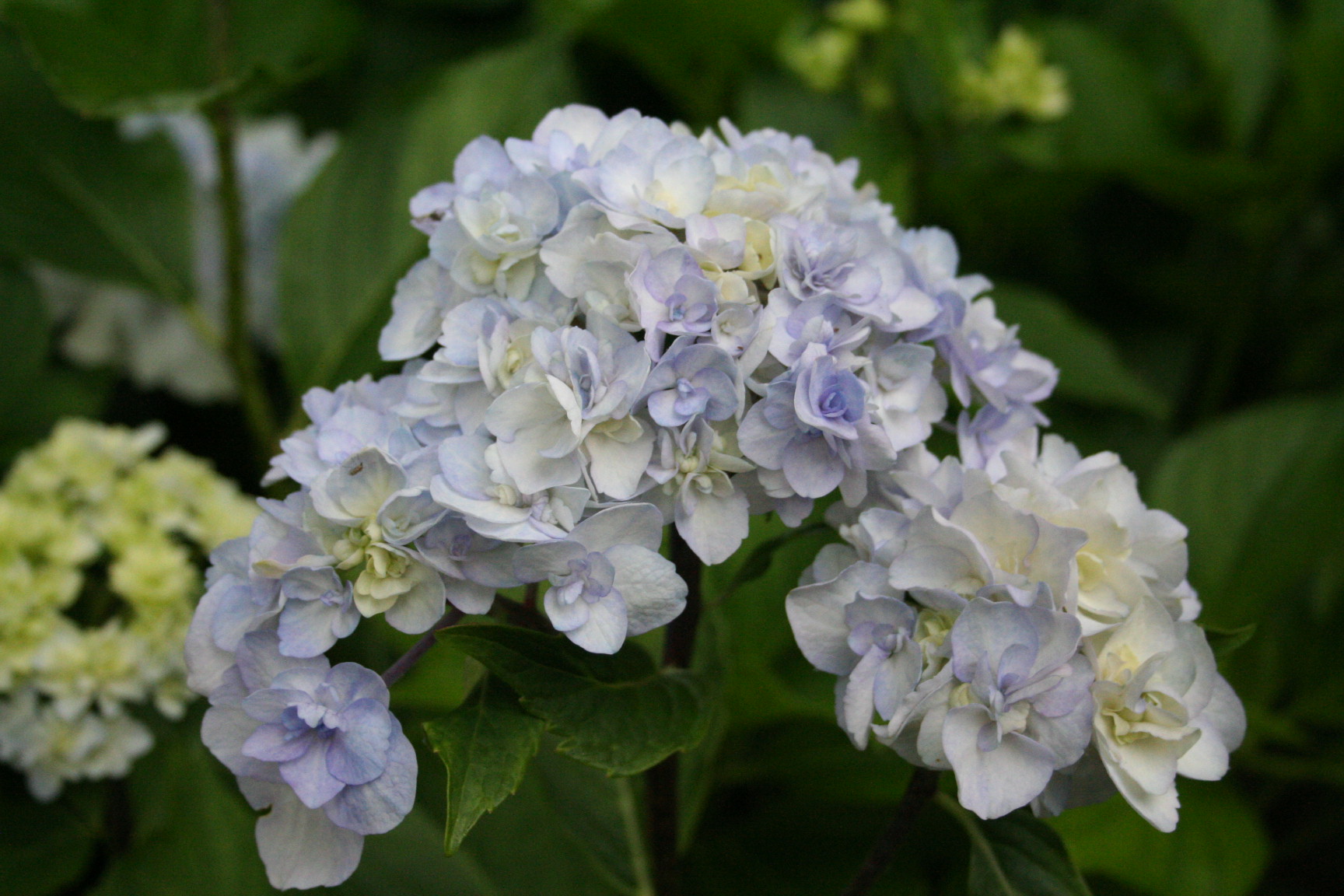 Les Hortensias du Haut Bois Setsuka Yae hortensia fleurs rondes