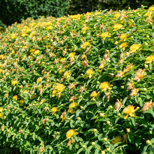 Bakker 5 Millepertuis vivace couvre-sol jaune Ø 9cm