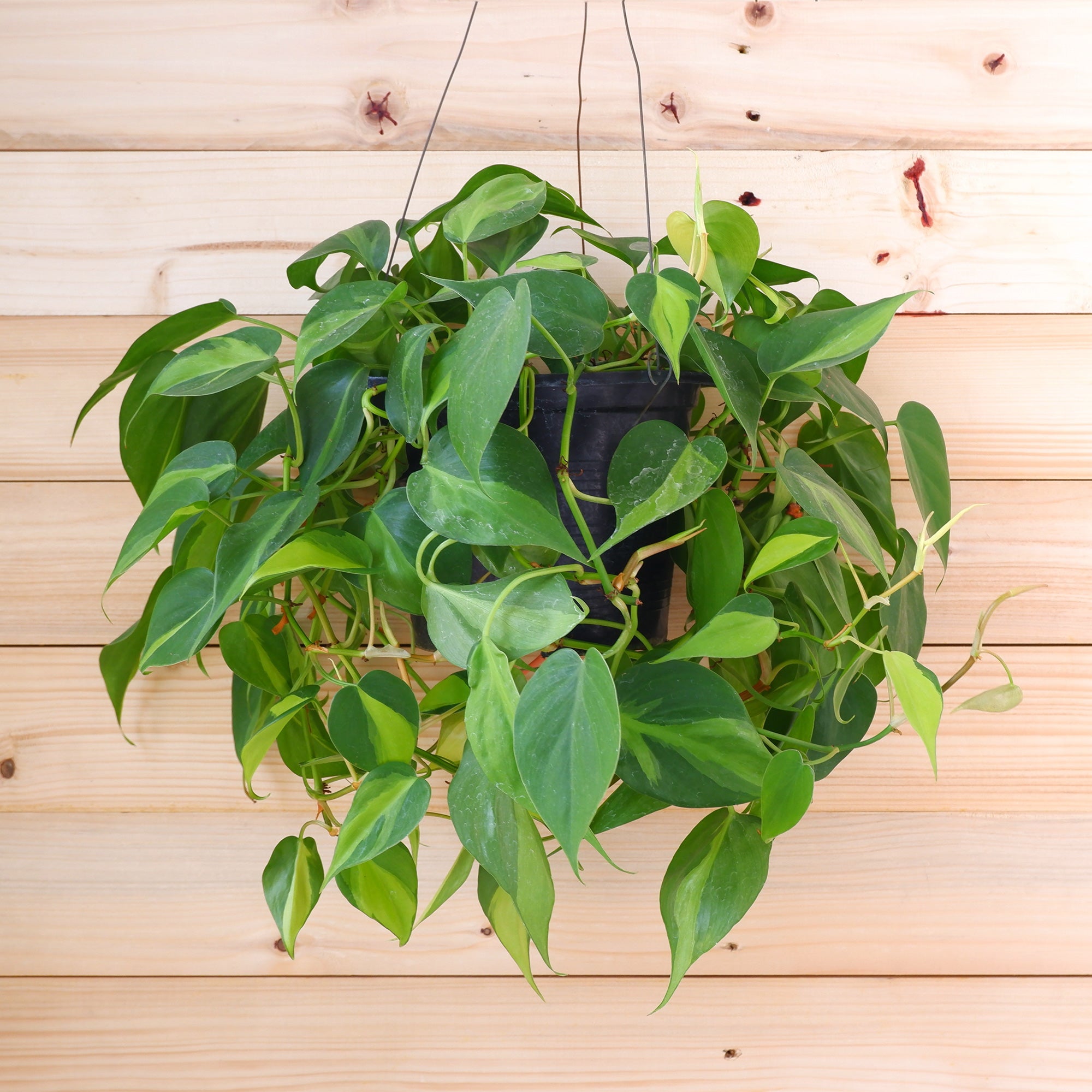 Bakker Monstera scandens philodendron pot Ø15cm cœur
