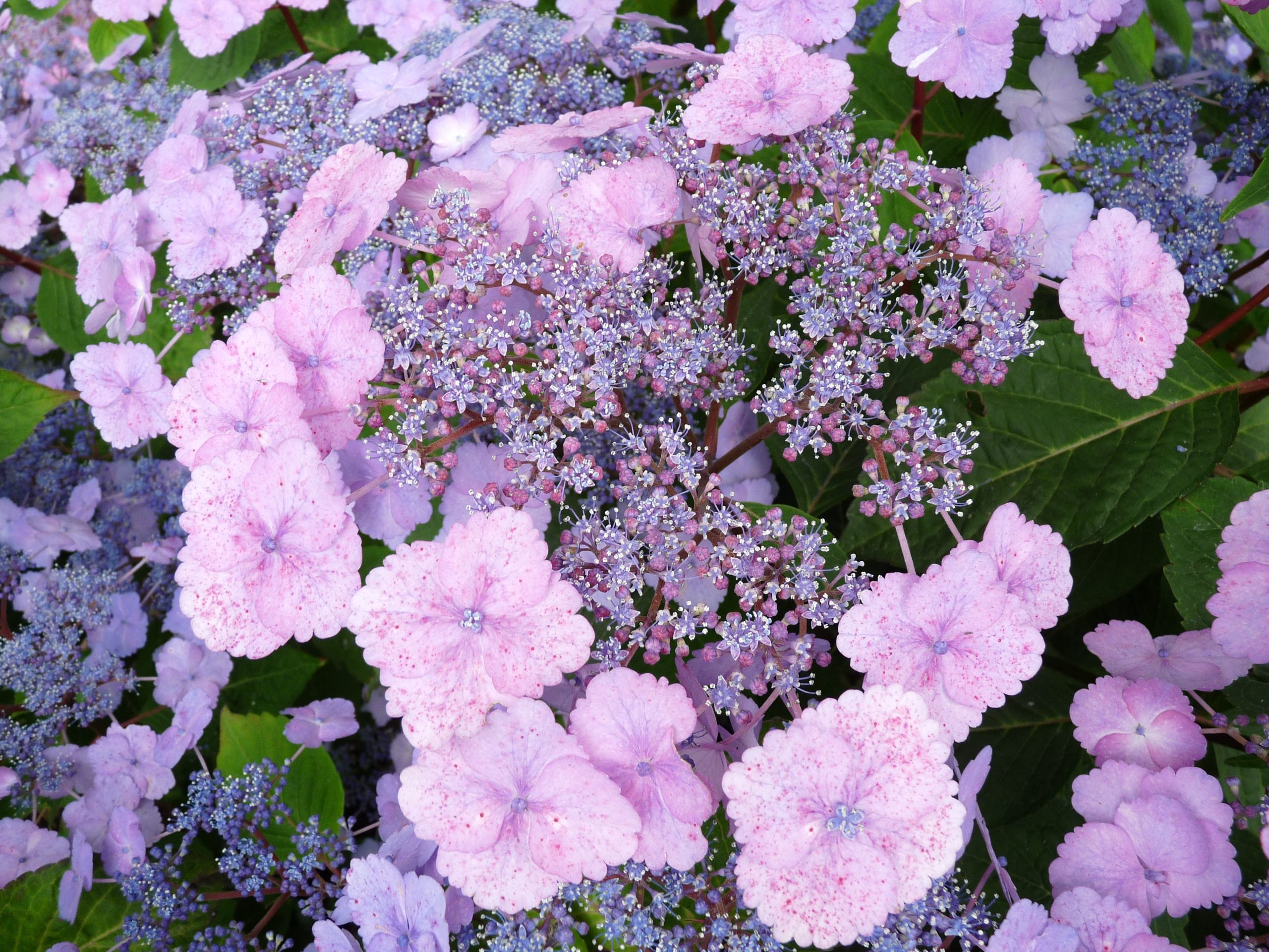 Les Hortensias du Haut Bois Klaveren hortensia plat dentelle blanche