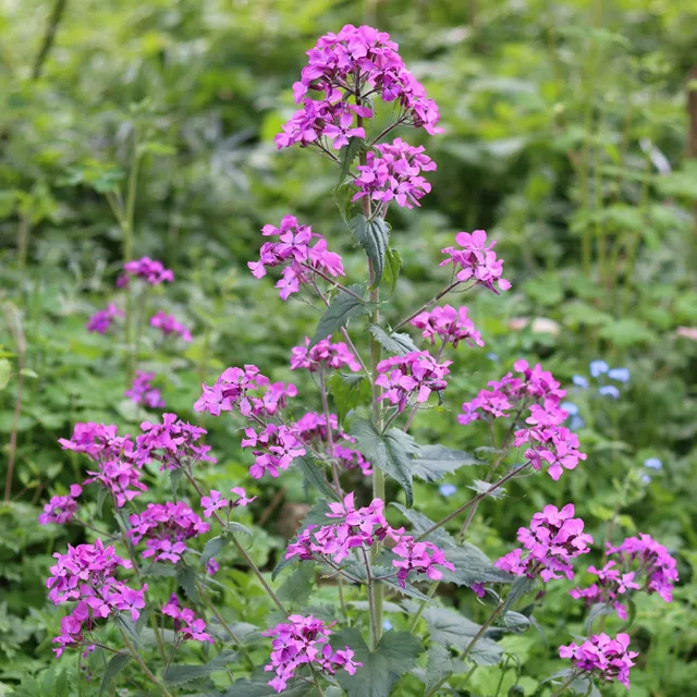 Bakker Monnaie du pape vivace pot 9cm fleurs violettes