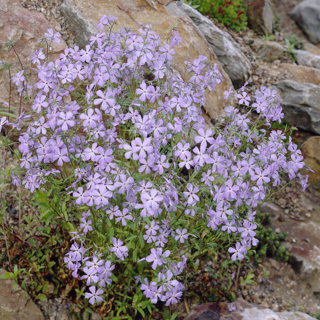 Bakker Phlox rampant Blue Ridge vivace pot 9cm violet