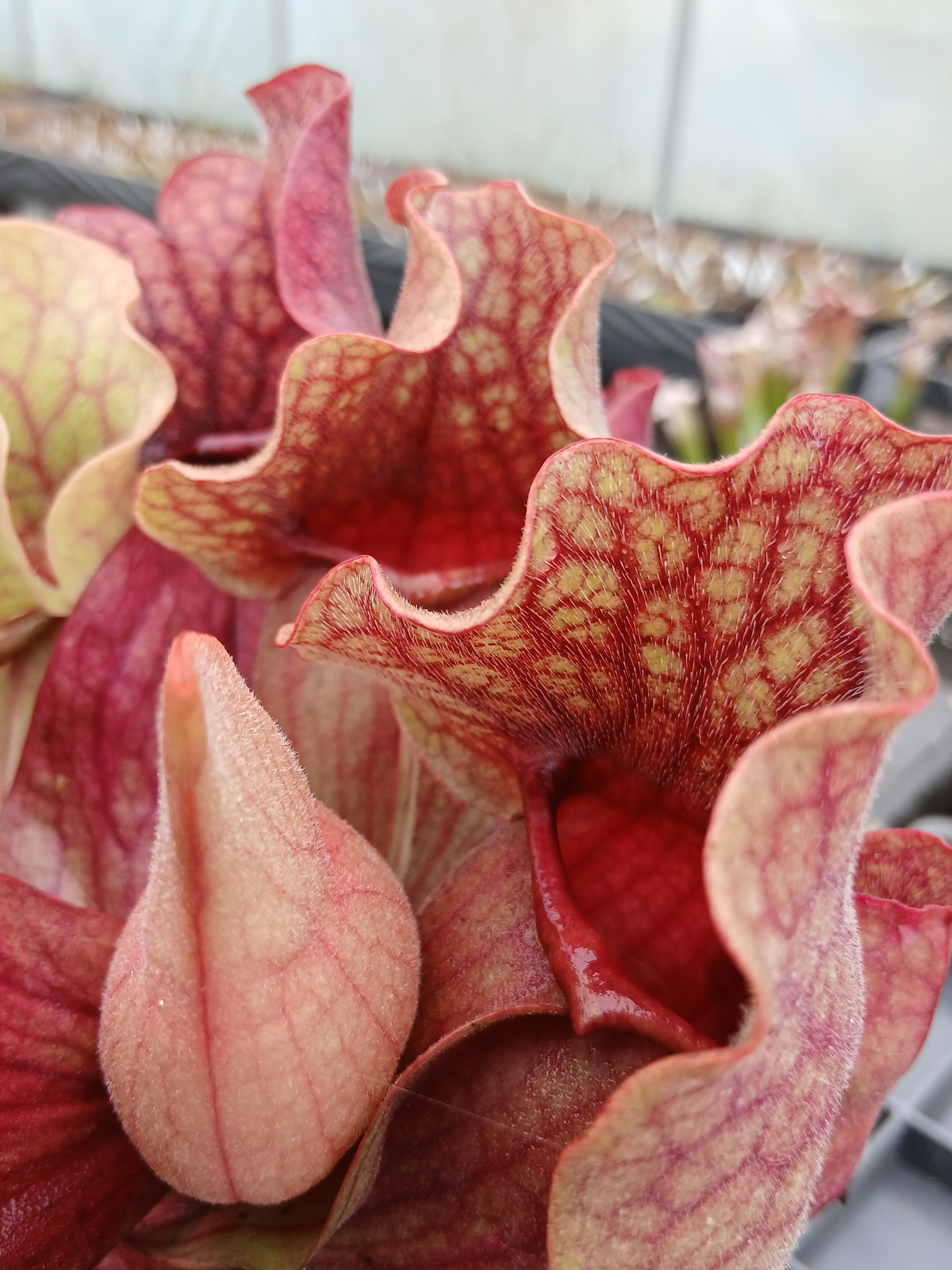 Carniflore Sarracenia purpurea venosa carnivore 1 pousse