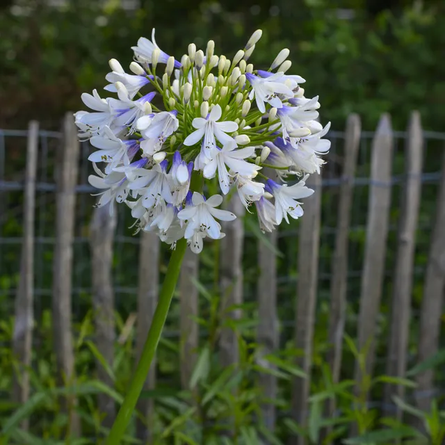 Bakker Agapanthus Enigma vivace blanche pot Ø9cm