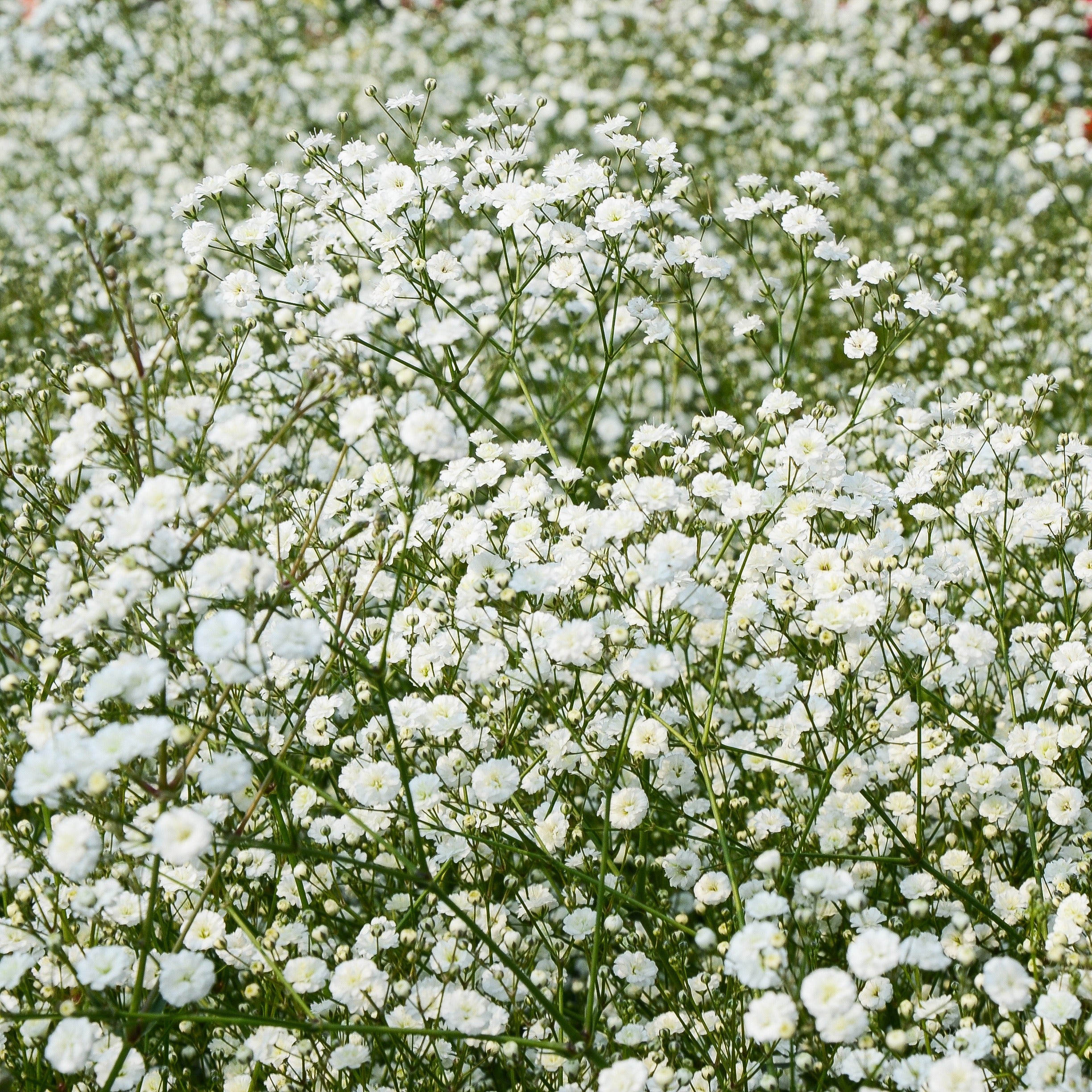 Bakker Collection 15 plantes vivaces racines nues 2 m²