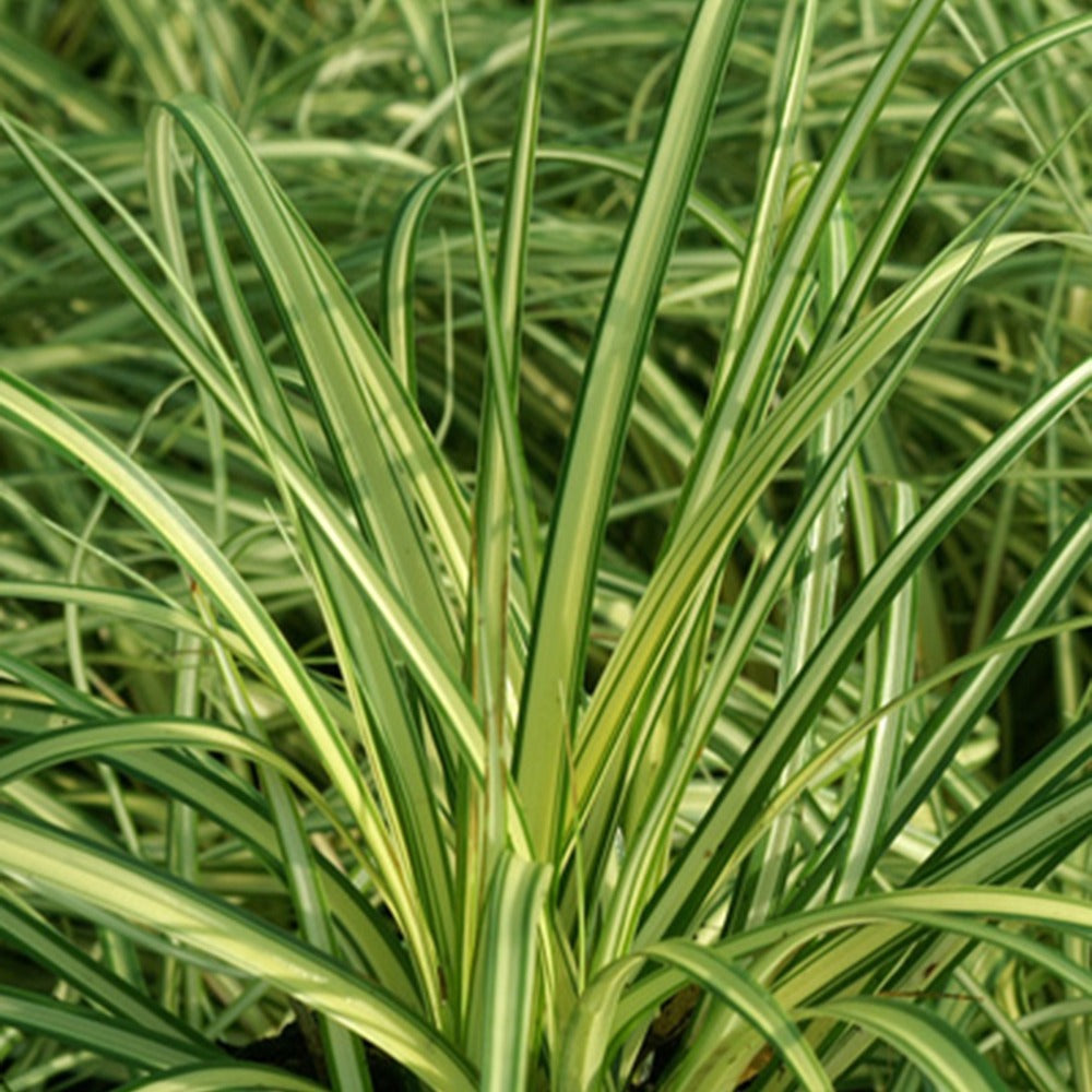 Bakker Carex Evergold laîche 2 pots Ø 9cm persistante