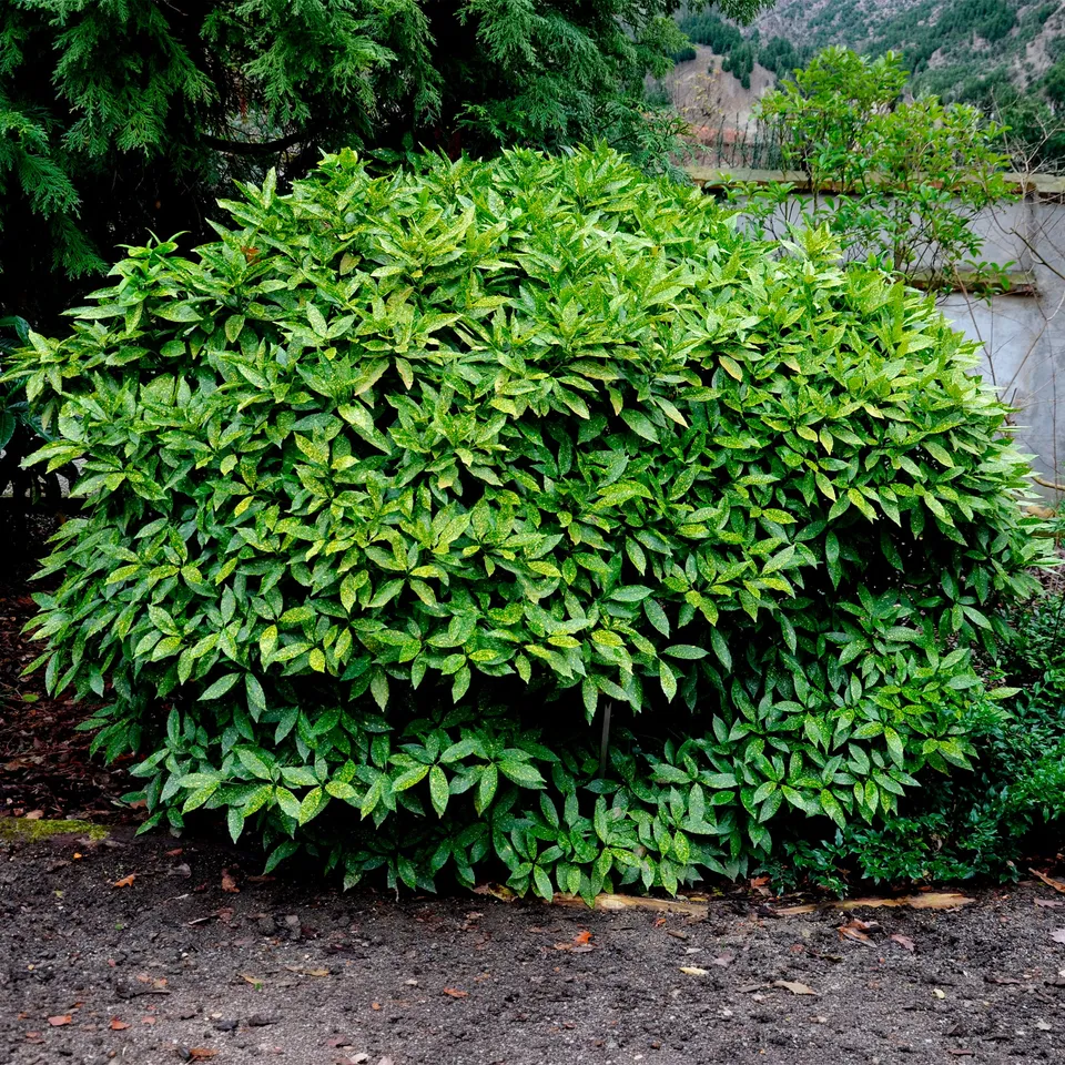 Bakker Variegata aucuba du Japon pot 2L panaché