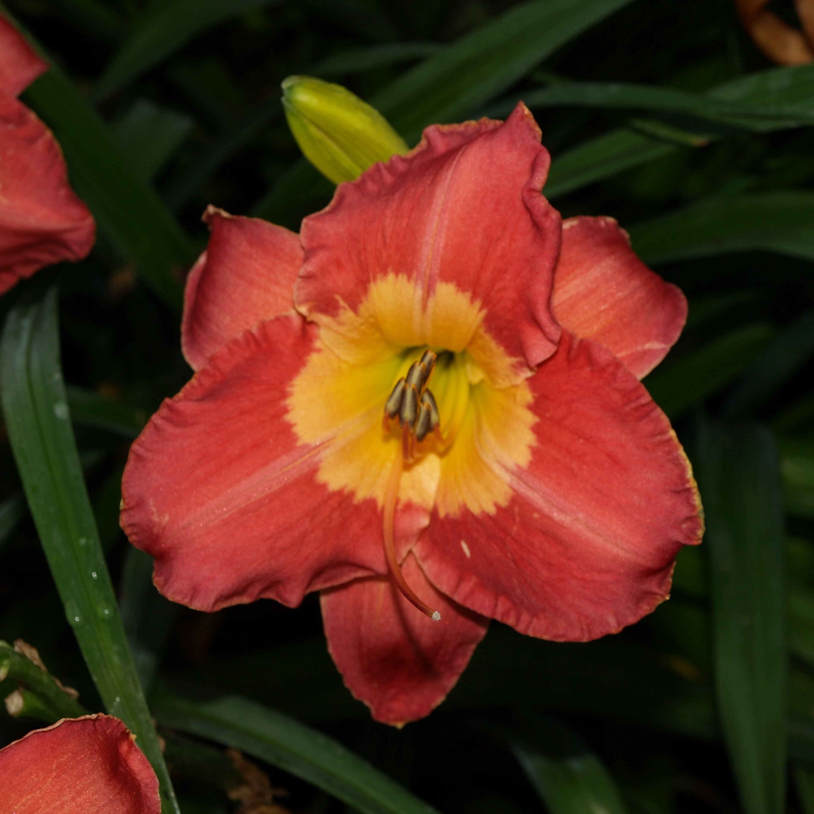 Passion Vivaces Hemerocallis La Charmante hémérocalle rose pot 1L