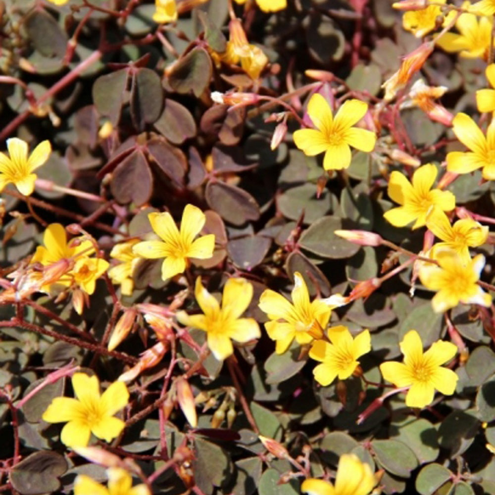 Bakker Plantes vivaces 3 Oxalis Burgundy Yellow jaune 3 pots