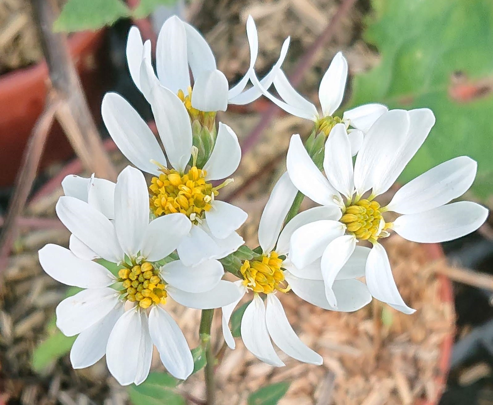 Passion Vivaces Aster scaber vivace godet chamchwi comestible