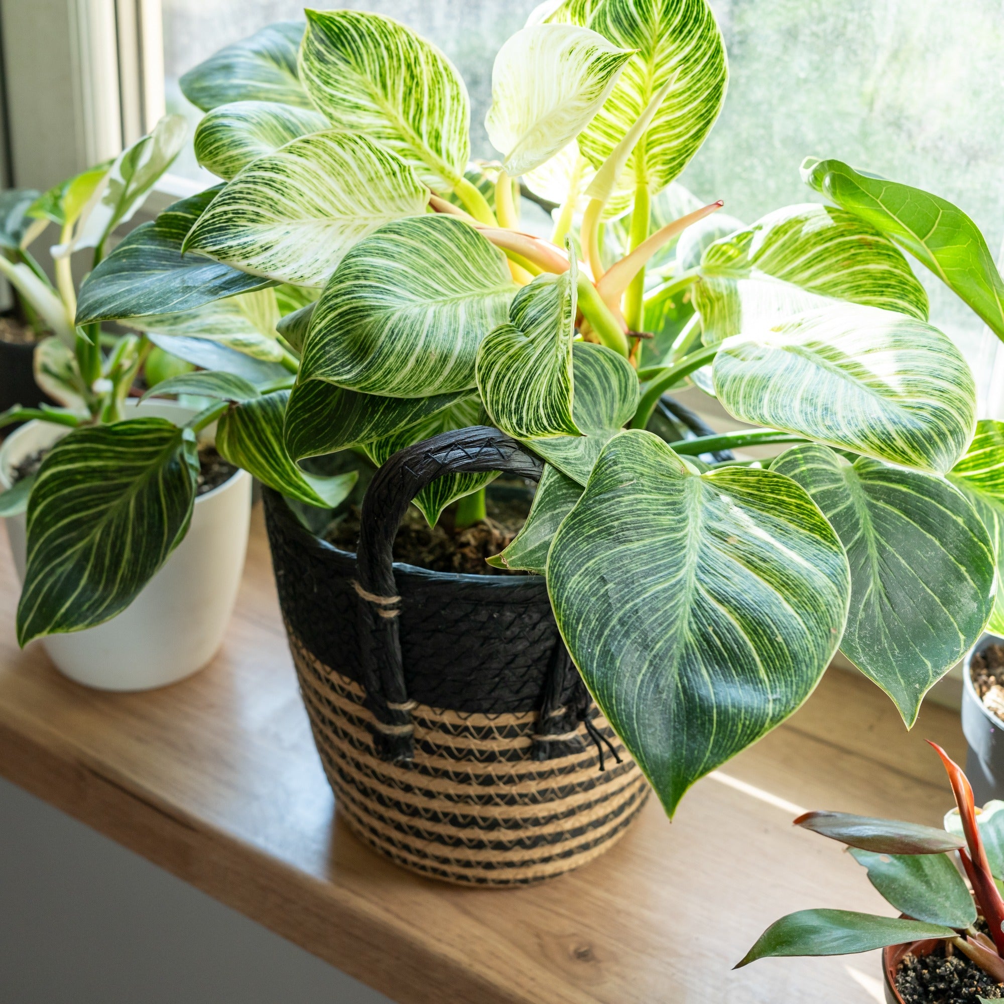 Bakker Philodendron Monstera White Wave verte pot Ø 12 cm
