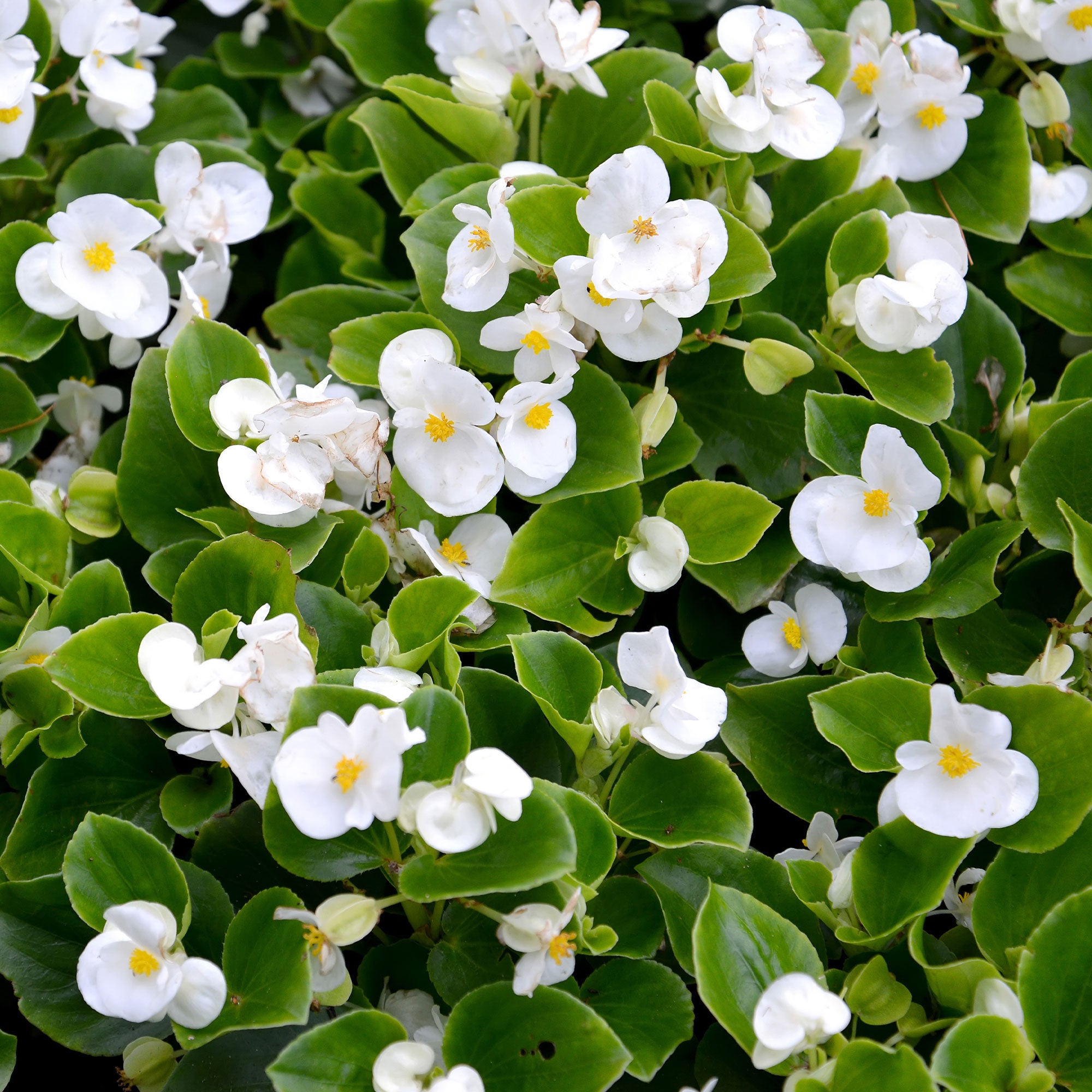 Bakker Bégonia semperflorens blanc pot 10,5cm ombre