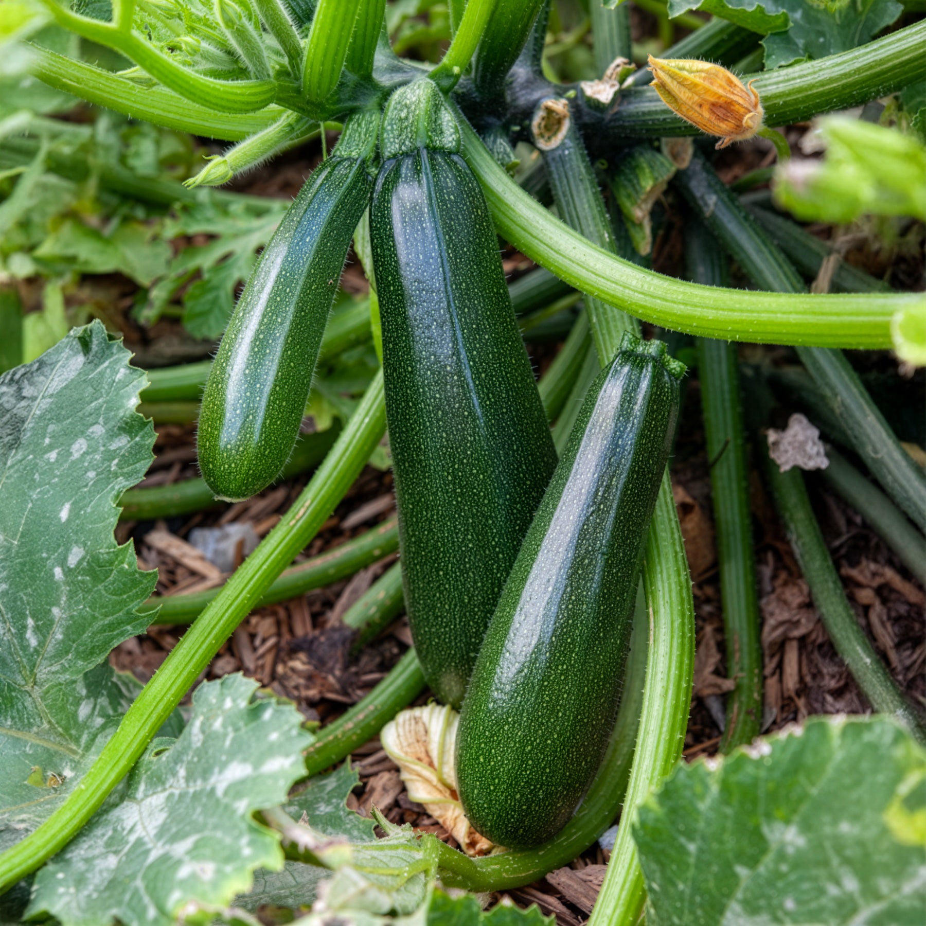Bakker Courgette Astia F1 plant potager 3 pots Ø10,5cm compact